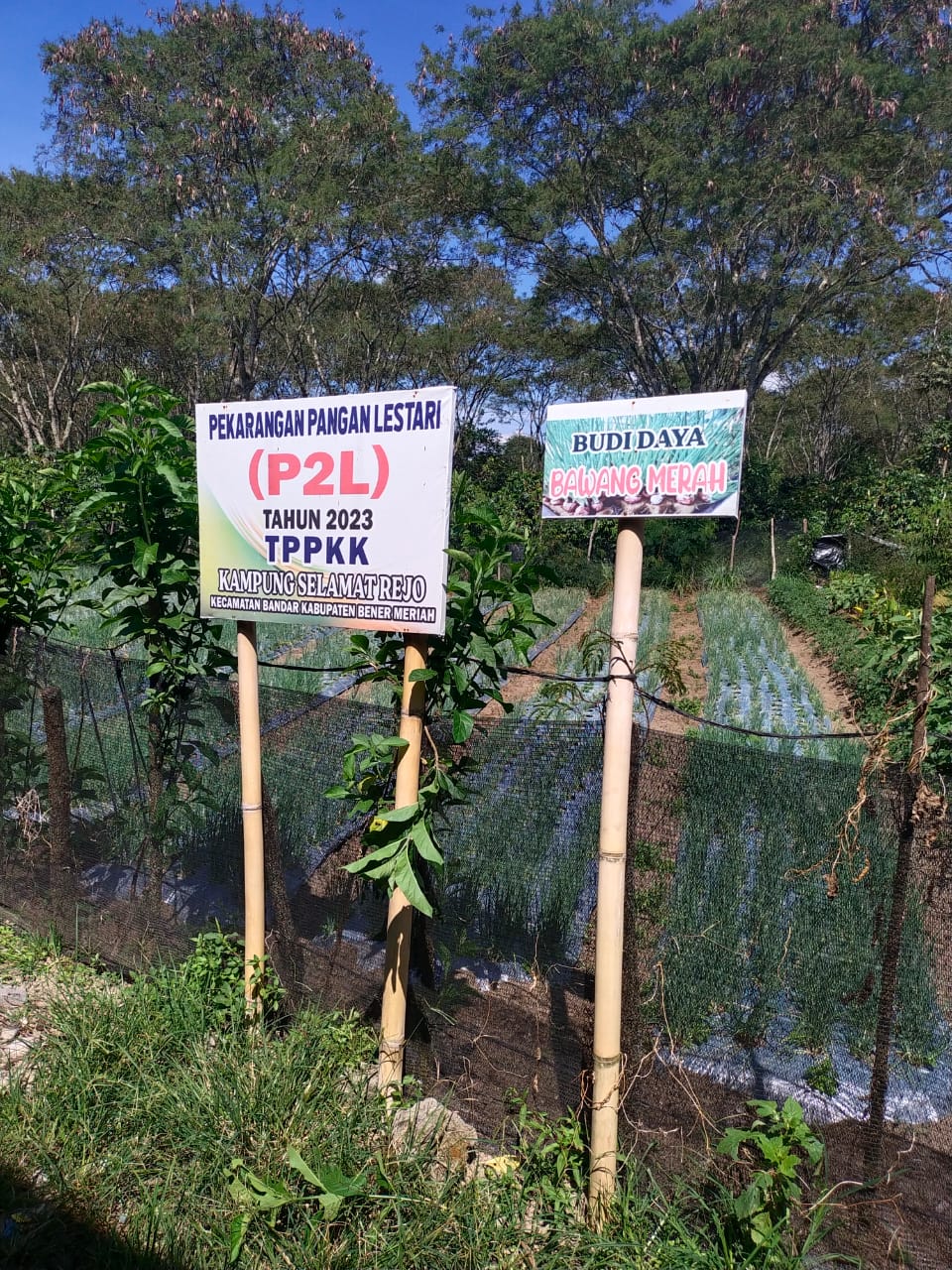 Kebun Bawang Merah